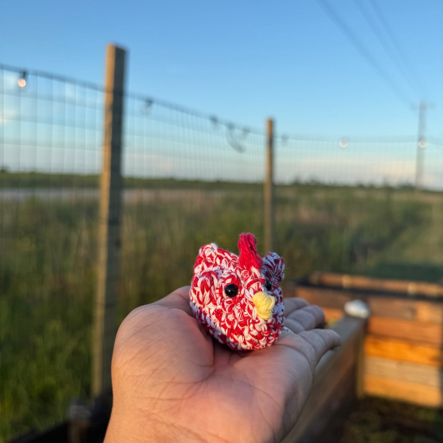 Emotional Support Chickens