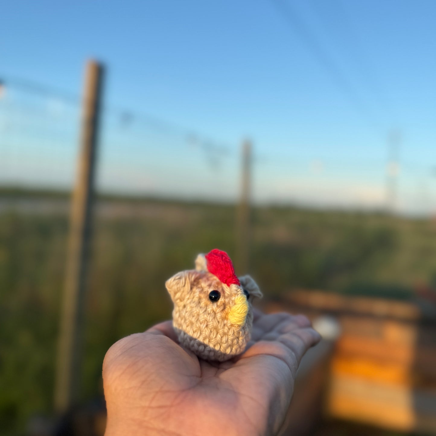 Emotional Support Chickens