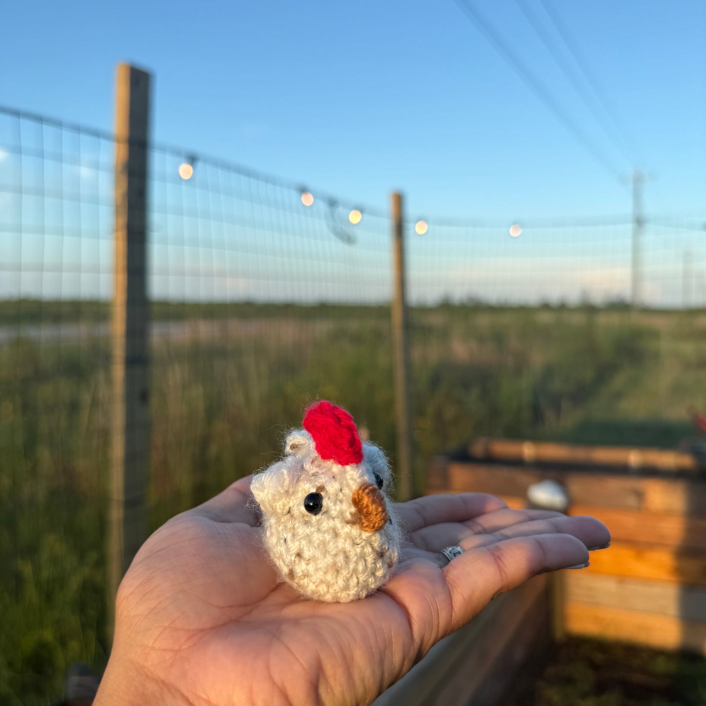 Emotional Support Chickens