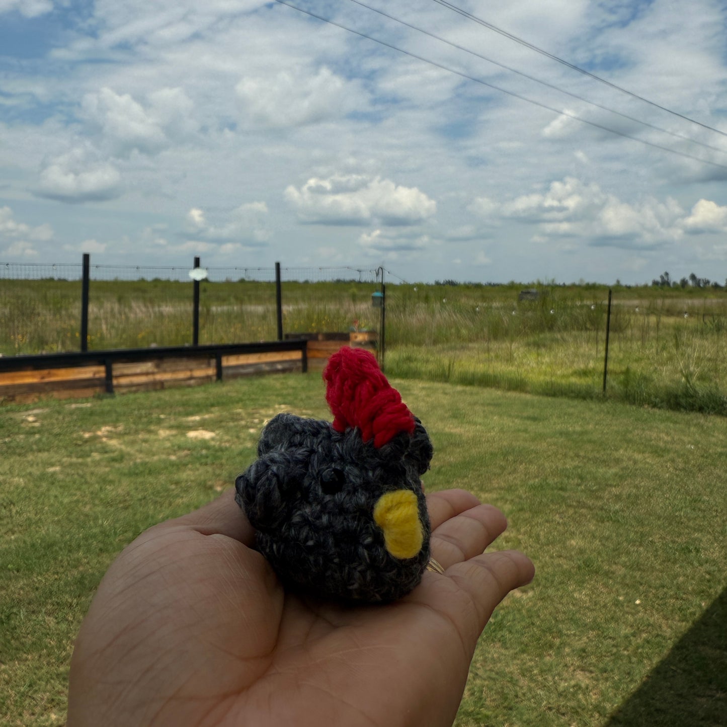 Emotional Support Chickens
