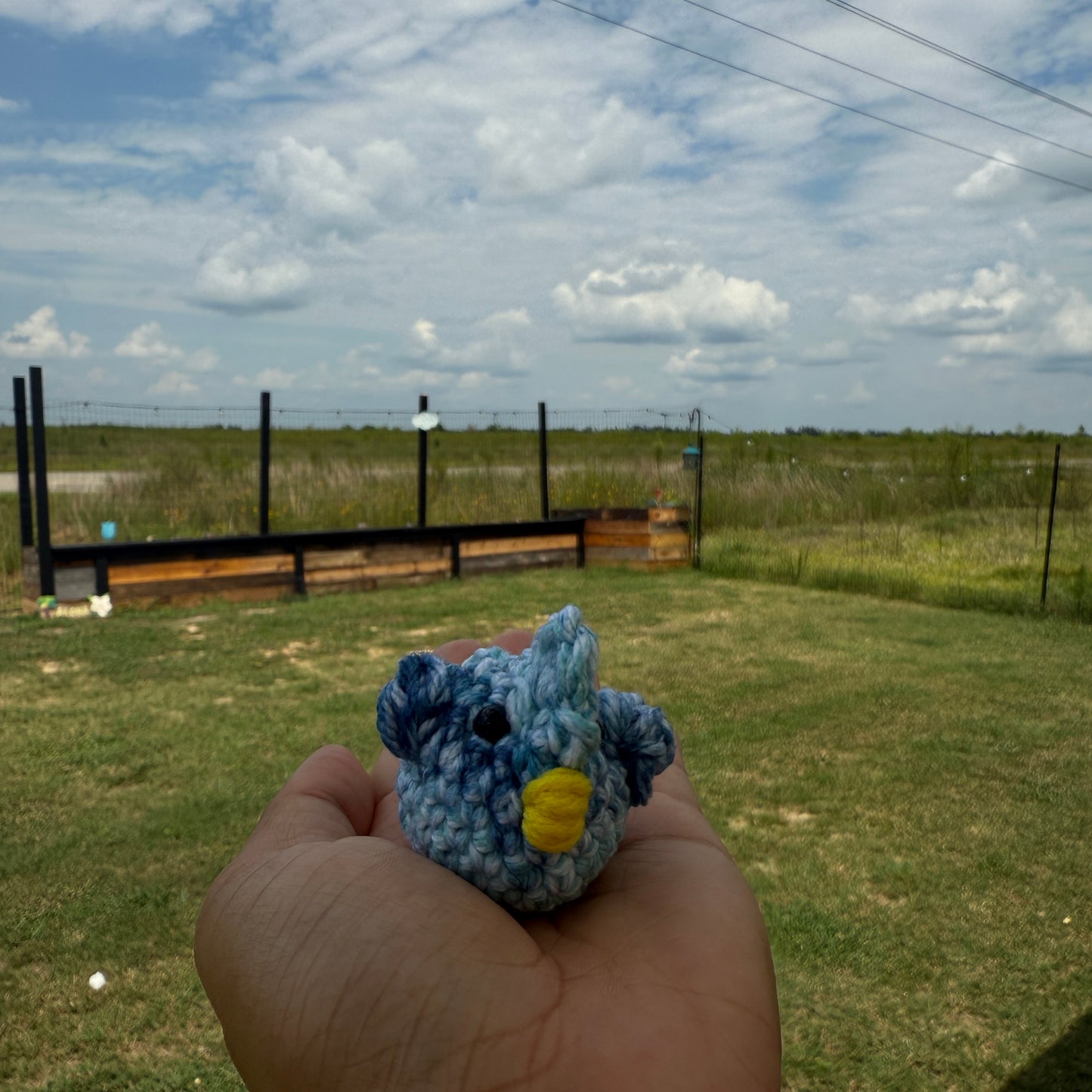 Emotional Support Chickens
