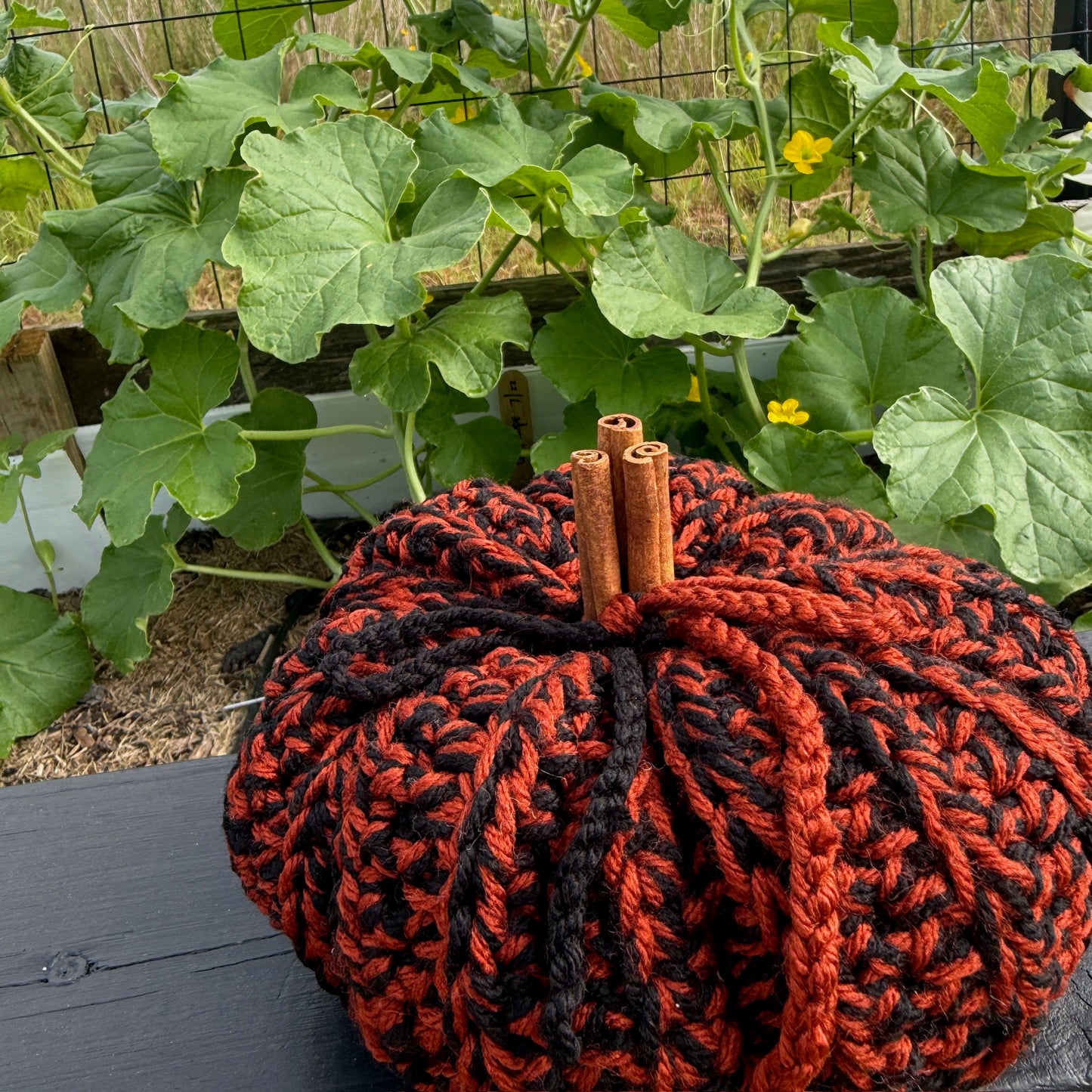 Harvest Pumpkin