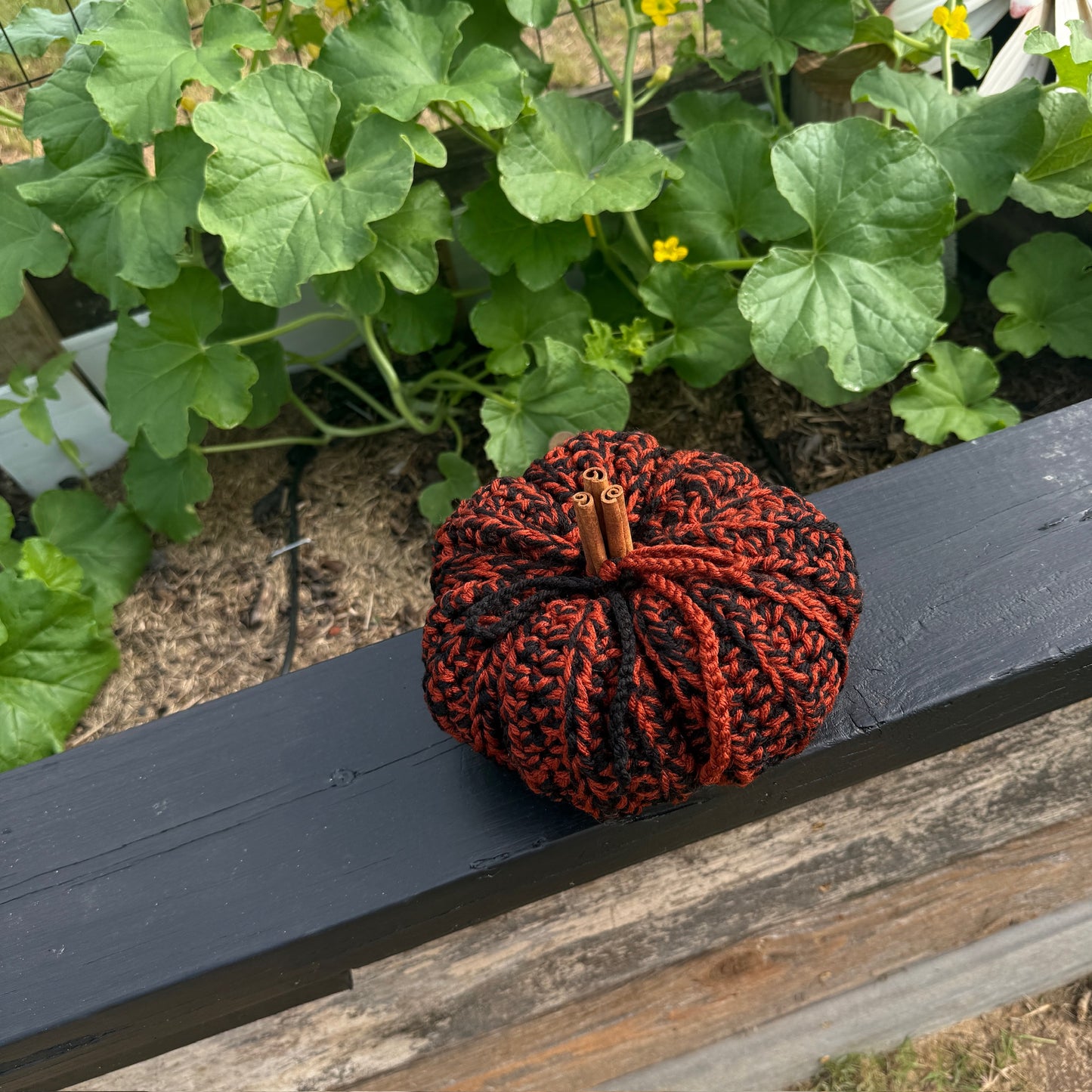 Harvest Pumpkin